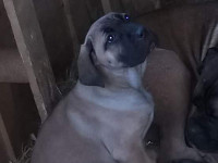 cucciolo cane corso 